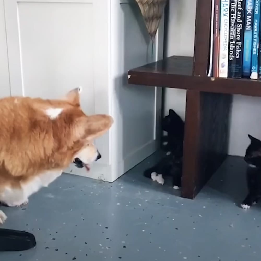 A Corgi dog and two kittens in a cozy home setting with white walls, blue speckled flooring, and dark wooden shelves holding books and decor.