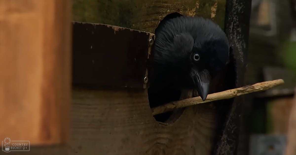A crow with a stick in its beak interacts near a wooden structure outdoors, surrounded by greenish foliage.