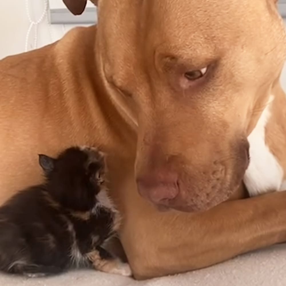 A light brown pit bull or similar breed with white markings rests indoors alongside a small black and white kitten, likely a few weeks old. The setting is an indoor home environment with neutral-colored walls.