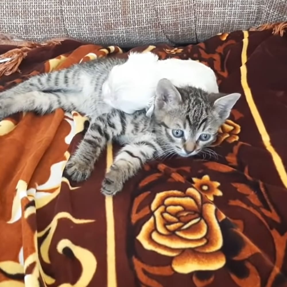 Kitten and little rescue puppy