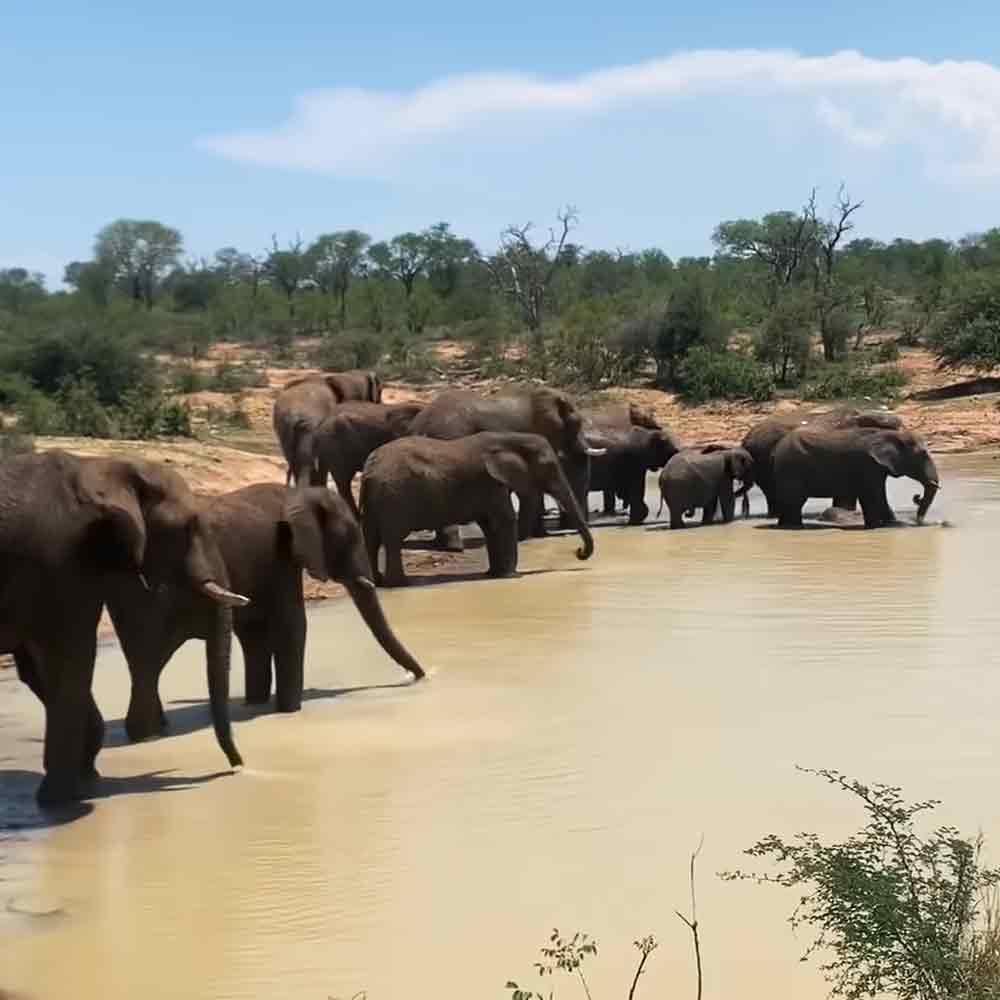 A herd of African elephants, including adults and juveniles, gathered at a watering hole in a savanna landscape under bright daylight with green vegetation and sparse trees.