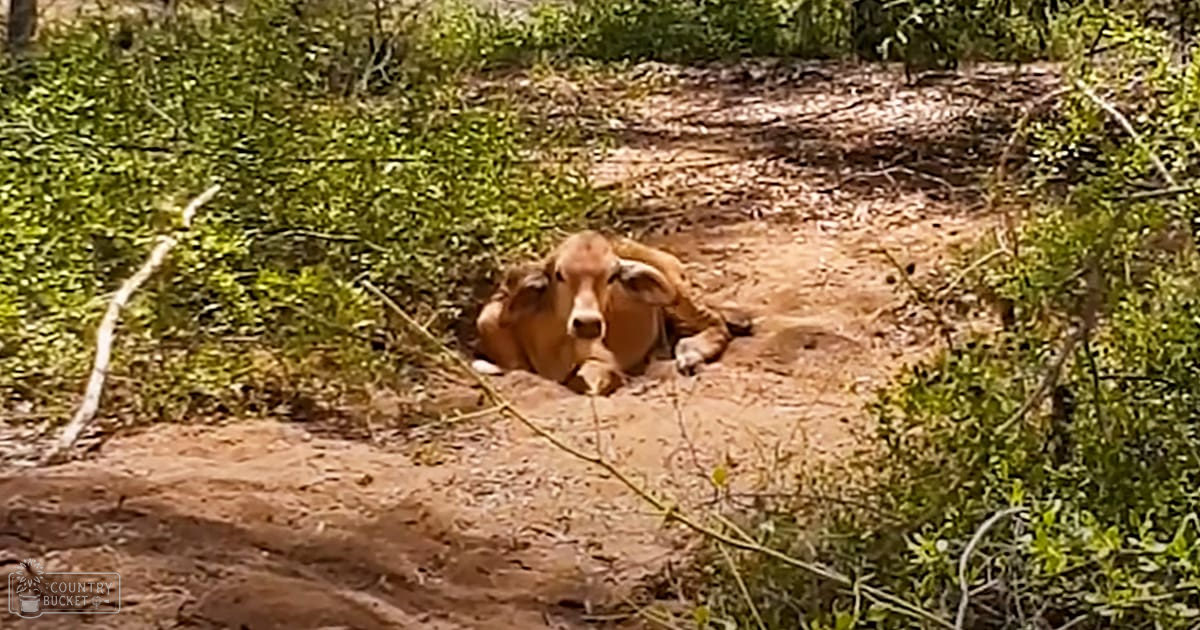 An adult cow with light brown fur, horns resting on ground amidst vegetation in a rural or forested area under natural daylight during late afternoon suggesting summer or spring