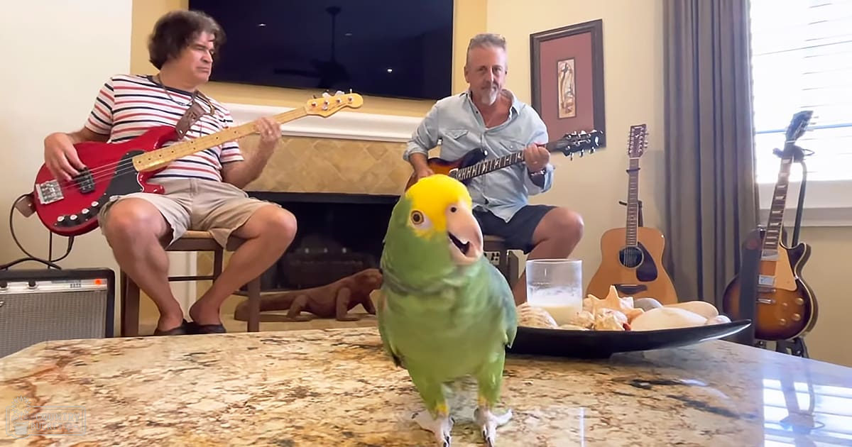 Middle-aged male playing red electric bass guitar in a living room with an Amazon parrot perched nearby and other musical instruments visible.