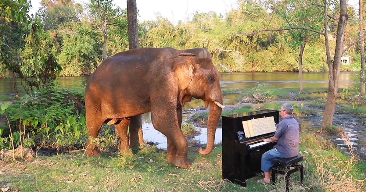 An adult male wearing a dark blue or gray collared shirt sits on a piano bench near an elephant in a natural setting with trees and water nearby. The scene is bathed in warm, late afternoon light.