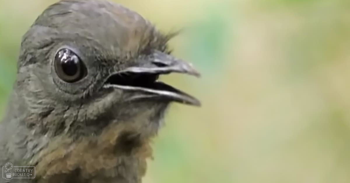 A young thrush with brownish-gray plumage and darker markings around its eyes, perched outdoors in a lush green environment on what seems to be a bright spring or summer day.