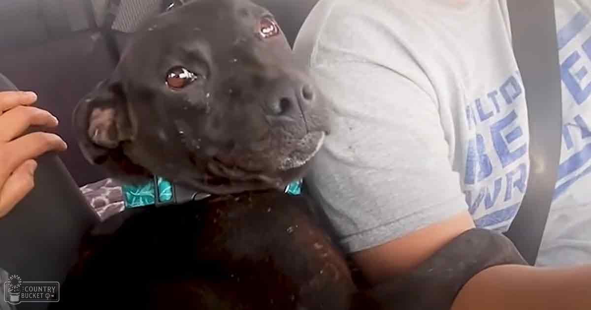 A dark-coated pit bull breed dog with a patterned collar inside a vehicle during the daytime, possibly in spring or summer.