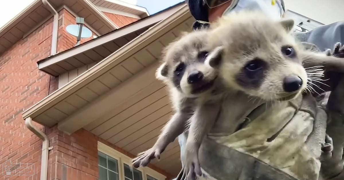 A man holding two young meerkats in front of a brick house, outdoors on what seems to be spring or summer day.