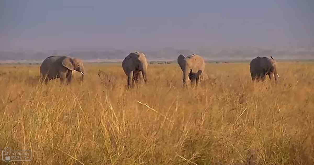 Four African elephants with grayish-brown coats stand amidst dry savanna grasses under a clear blue sky during late afternoon or early evening.