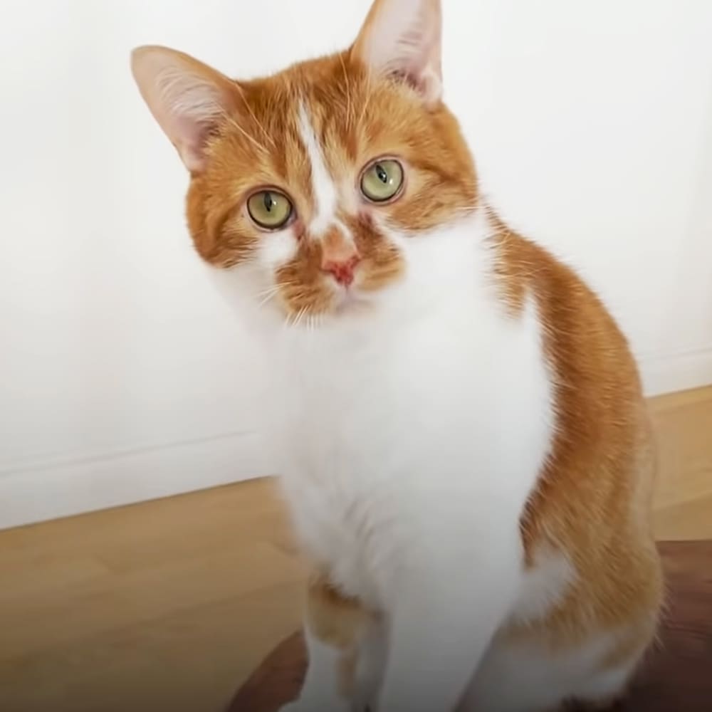 An orange tabby cat with white markings on a wooden floor, plain white wall in an indoor setting.