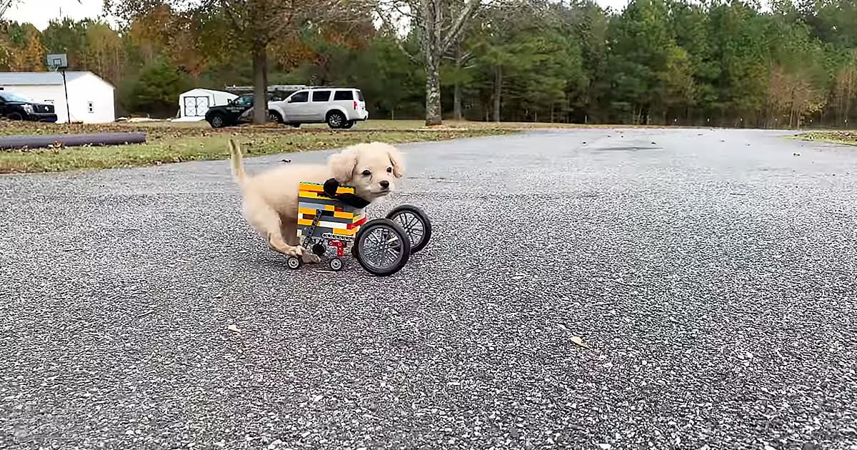 A golden retriever puppy in a homemade-style wheelchair outdoors during late afternoon or early evening with soft natural lighting.