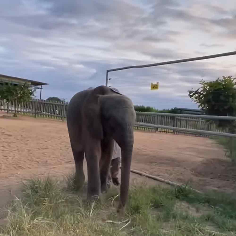 An adult-sized elephant in a zoo enclosure surrounded by dirt ground, grassy patches, wooden fencing, and greenery under an outdoor setting with cloudy skies during late afternoon or early evening light.