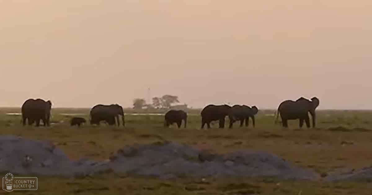 A group of African elephants in a savanna landscape during early morning or late afternoon with muted earth tones dominating the scene.