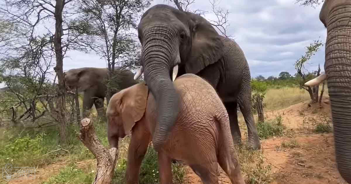 A baby elephant stands among its adult companions in a dry savanna landscape under midday light.