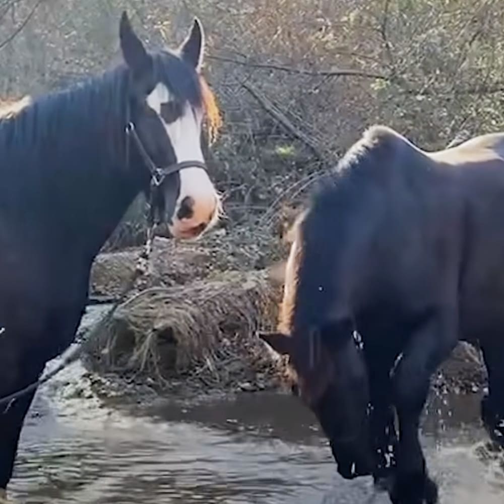 Two horses with dark coats near water in a natural setting with bare trees suggesting late autumn or winter.