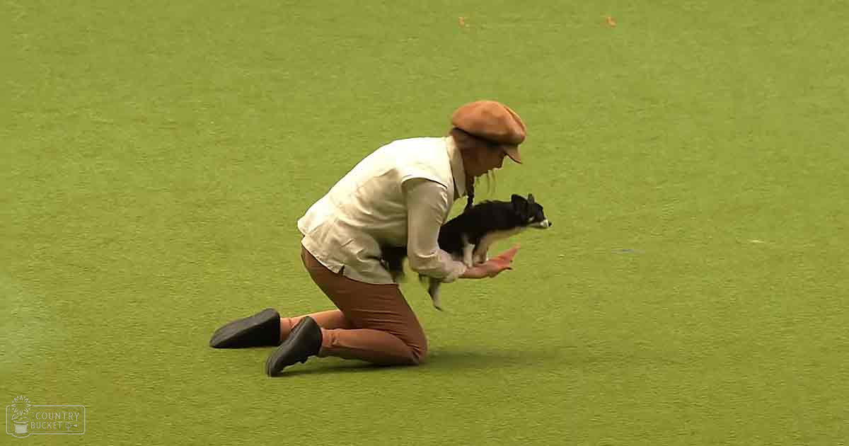 An adult female in a white blouse and brown pants interacting with an adult Shetland Sheepdog in an outdoor setting with green artificial turf.