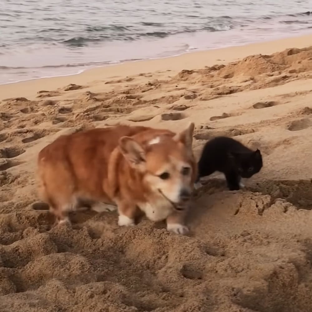 A Corgi with reddish-brown fur and white markings on a sandy beach near waves, late afternoon light casting soft shadows.