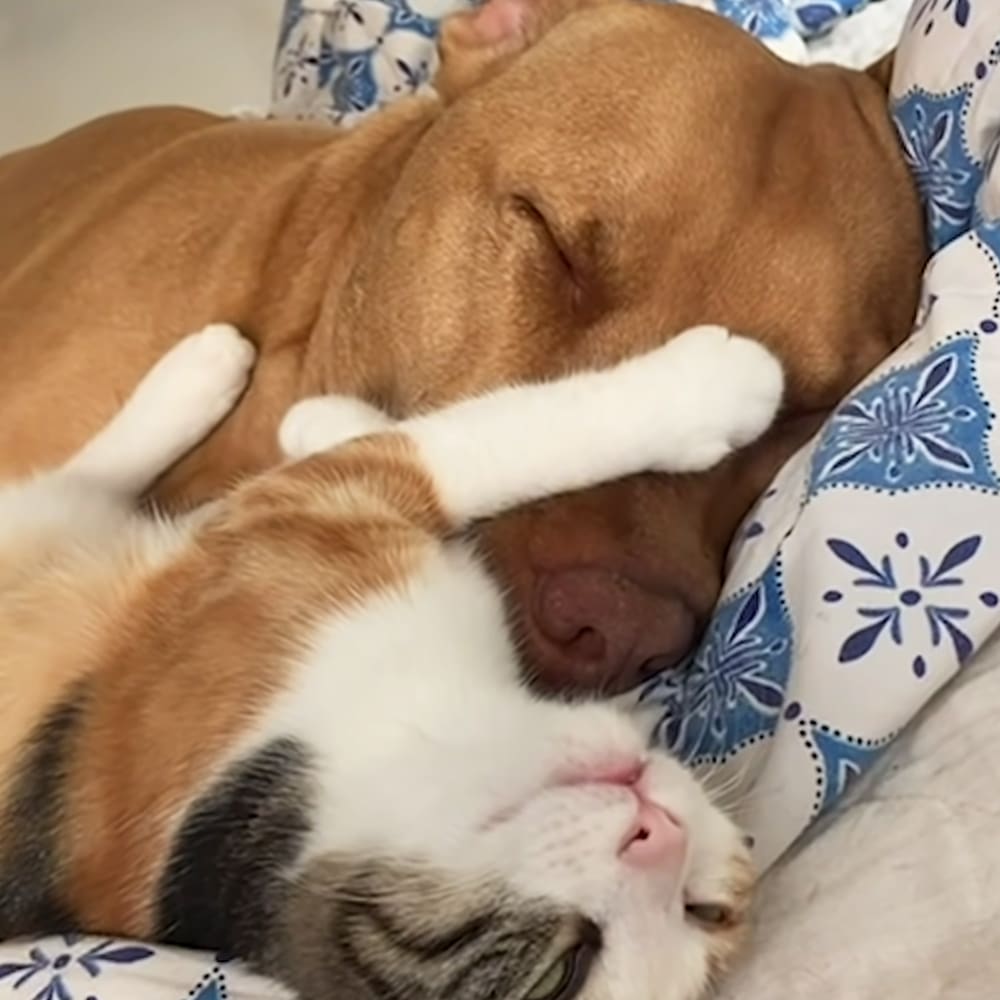 Two tabby cats with white markings and a pit bull resting together on a bed with blue floral bedding, suggesting daytime in a bedroom setting.