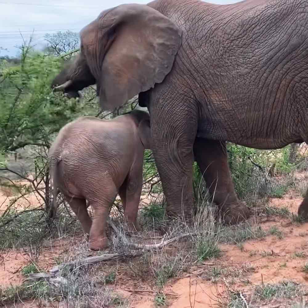 A mother African elephant with her juvenile calf in a savanna setting during late afternoon or early evening.
