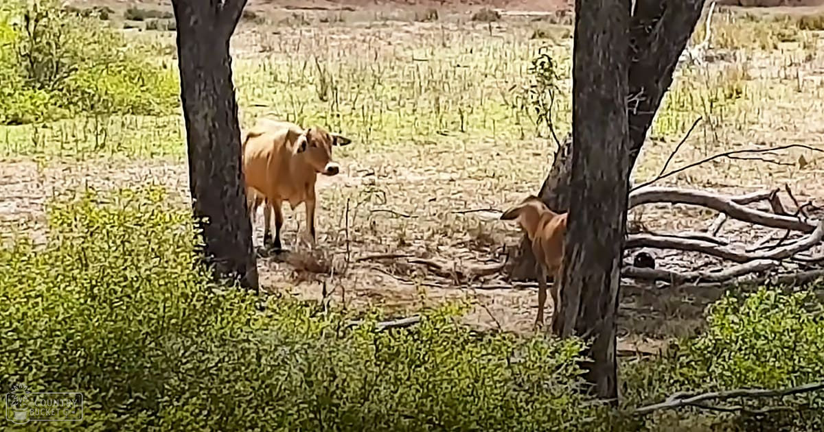 Two light brown cows with darker ears stand amidst trees in a rural landscape under bright sunlight.