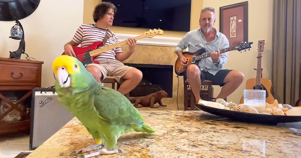 A green parrot with yellow head markings, likely a Green-cheeked Amazon Parrot or similar species, perched in an indoor living room setting with cozy furniture and casual decor.