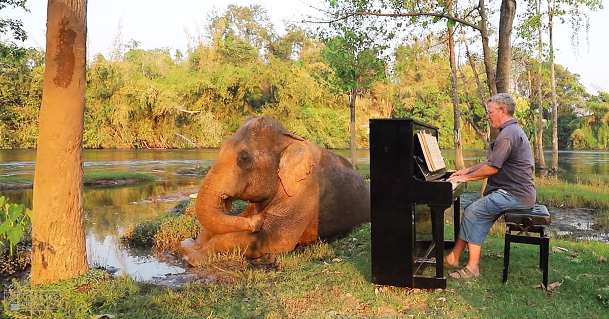 An adult male singer plays a black upright piano in front of an Asian elephant lying on a grassy riverbank, with late summer or early fall foliage and soft lighting suggesting morning or late afternoon.