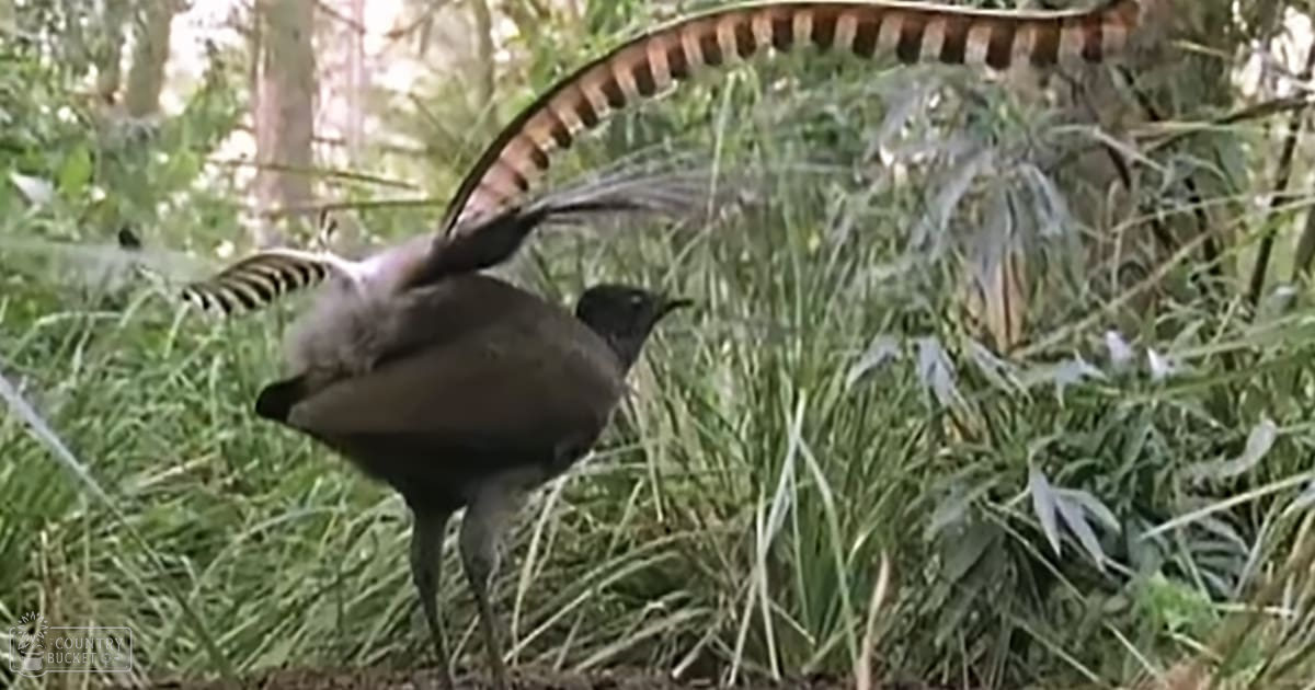 A lyrebird in a forest setting with dense greenery and soft daylight filtering through trees.