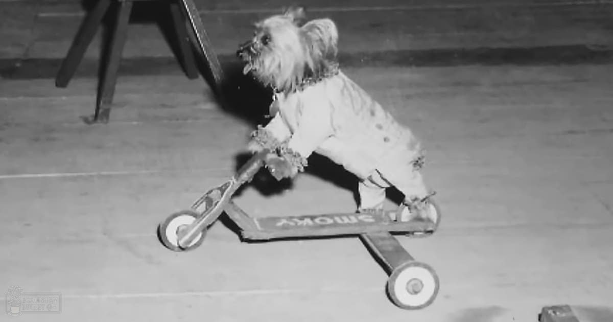 A small dog with long fur labeled 'SMOKY' standing indoors on a concrete floor in an evening setting.