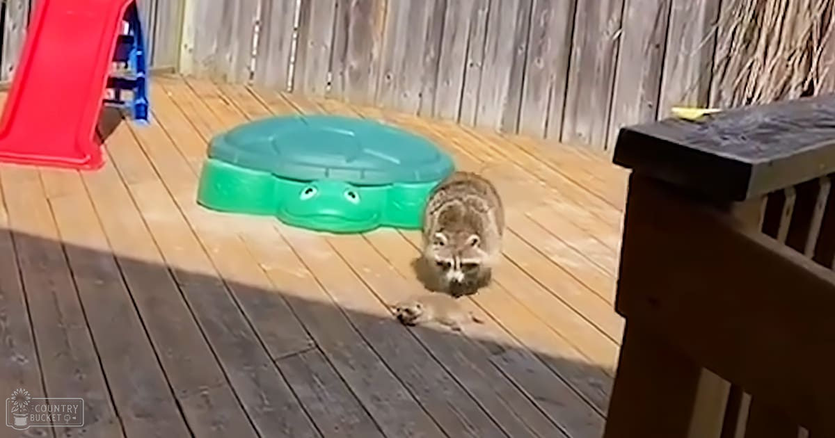 A raccoon with distinctive white markings sits on a wooden deck, surrounded by outdoor furniture and toys under bright daylight.