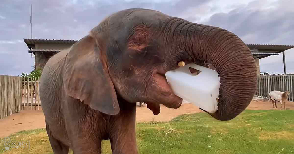An elephant holding a white plastic bottle in an outdoor enclosure with wooden fencing, overcast sky, grassy areas, dirt paths, possibly at a zoo or sanctuary.