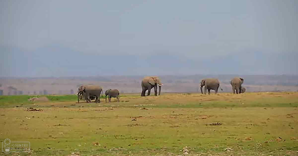 A herd of African bush elephants with adults and juveniles in a dry savanna landscape under bright midday sunlight at Amboseli National Park, Kenya.