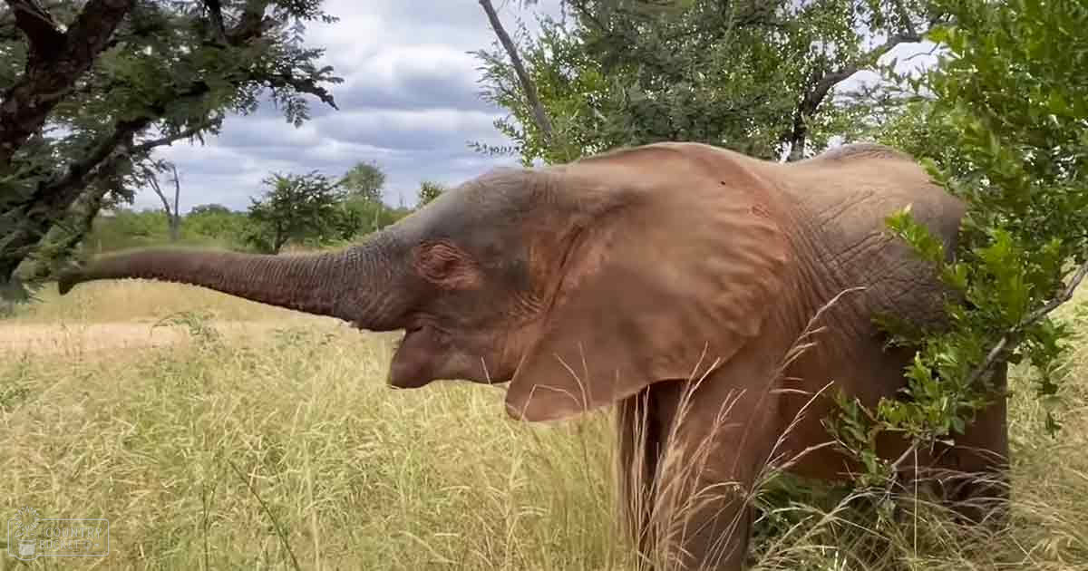 African elephant in a savanna or grassland setting with trees and shrubs, likely late summer or early autumn due to greenery.