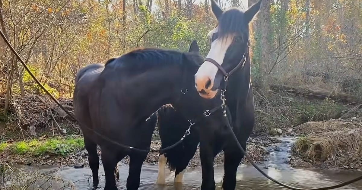 A horse with a dark coat and white facial markings stands in a forested area near a stream at dusk.