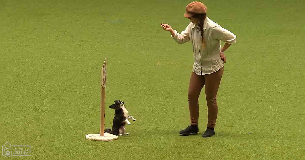 An adult female trainer interacting with a black-and-white Border Collie on artificial turf during an outdoor event under natural daylight.