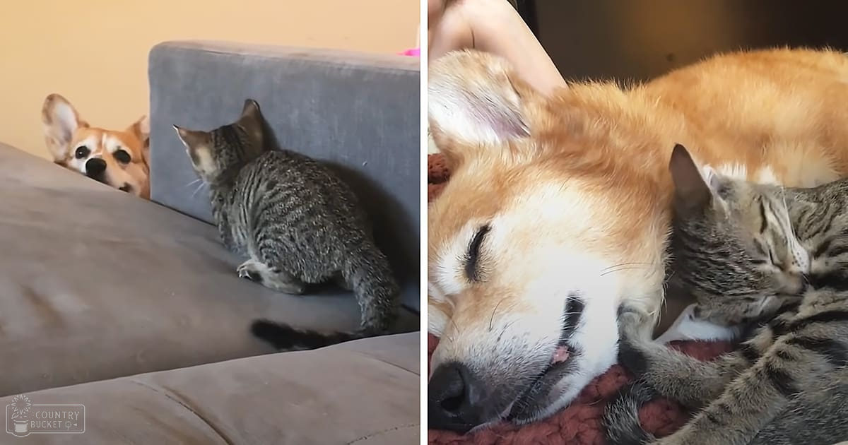 A Shiba Inu dog and a tabby cat resting together indoors on a gray couch.