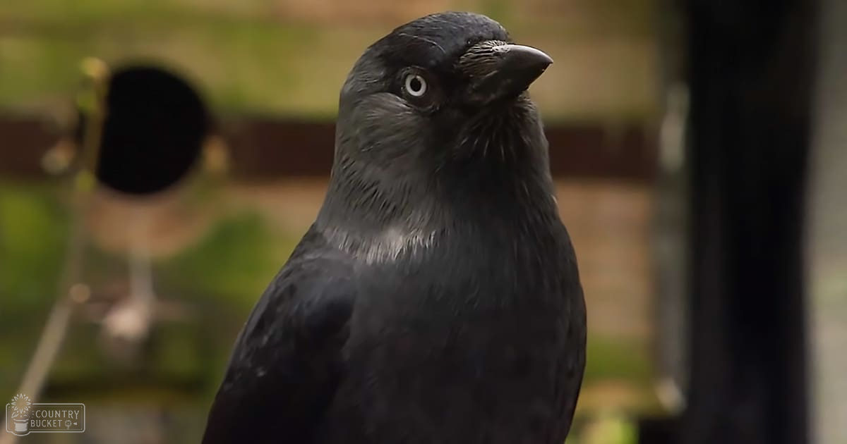 A lone crow perched outdoors in a natural setting during daylight hours.