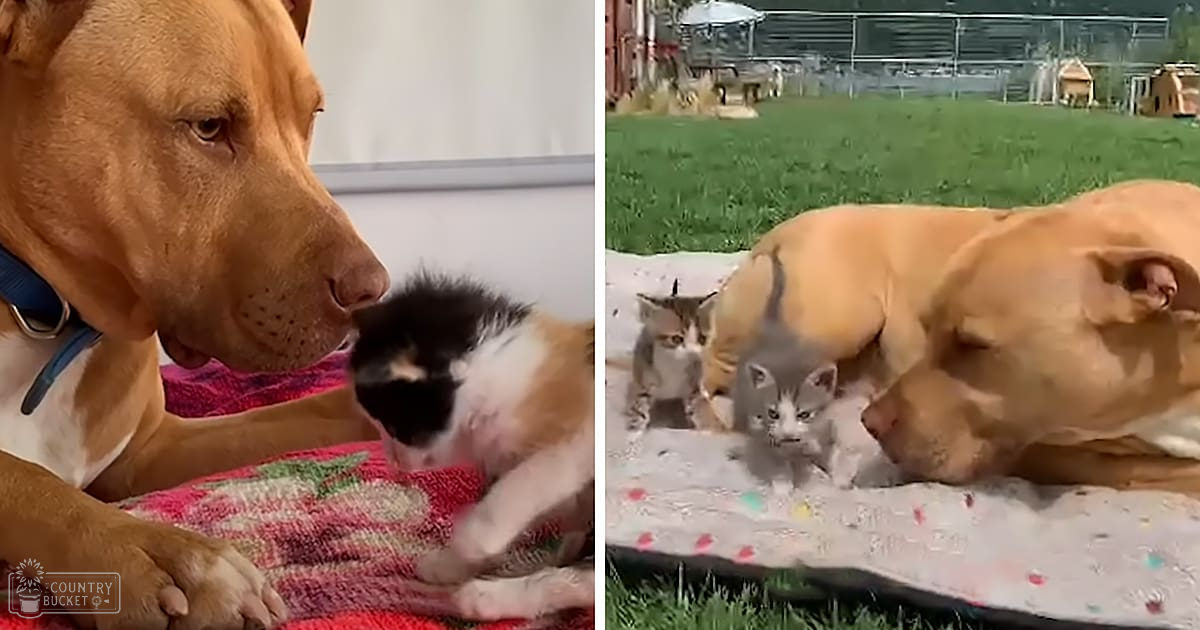 A Pit Bull interacting with two kittens on a grassy outdoor area during spring or summer.
