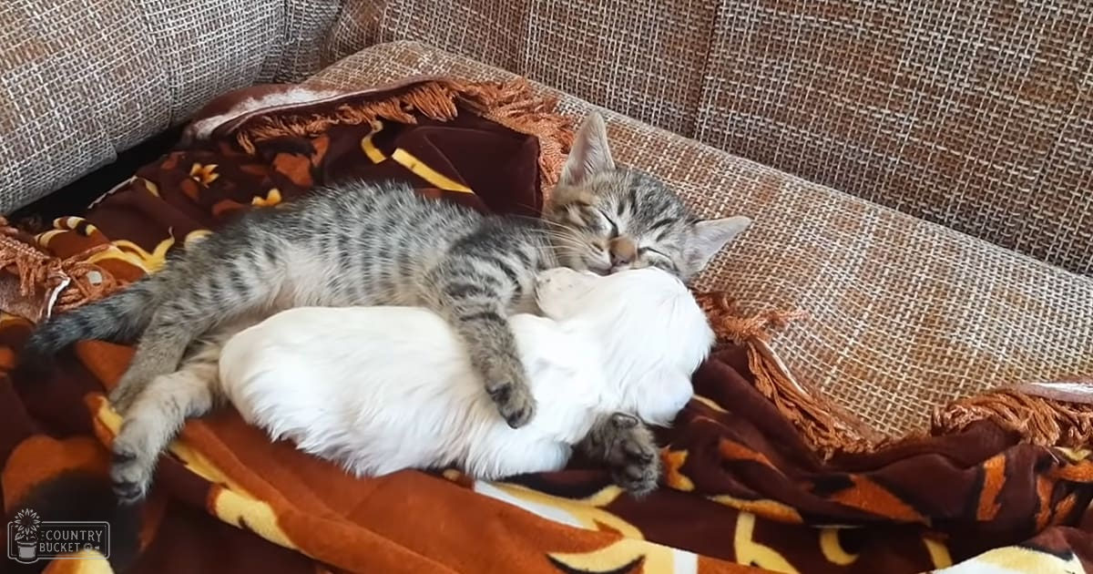 Two tabby and white cats sleeping together on a couch with an orange and yellow floral blanket in a living room, bathed in natural light.