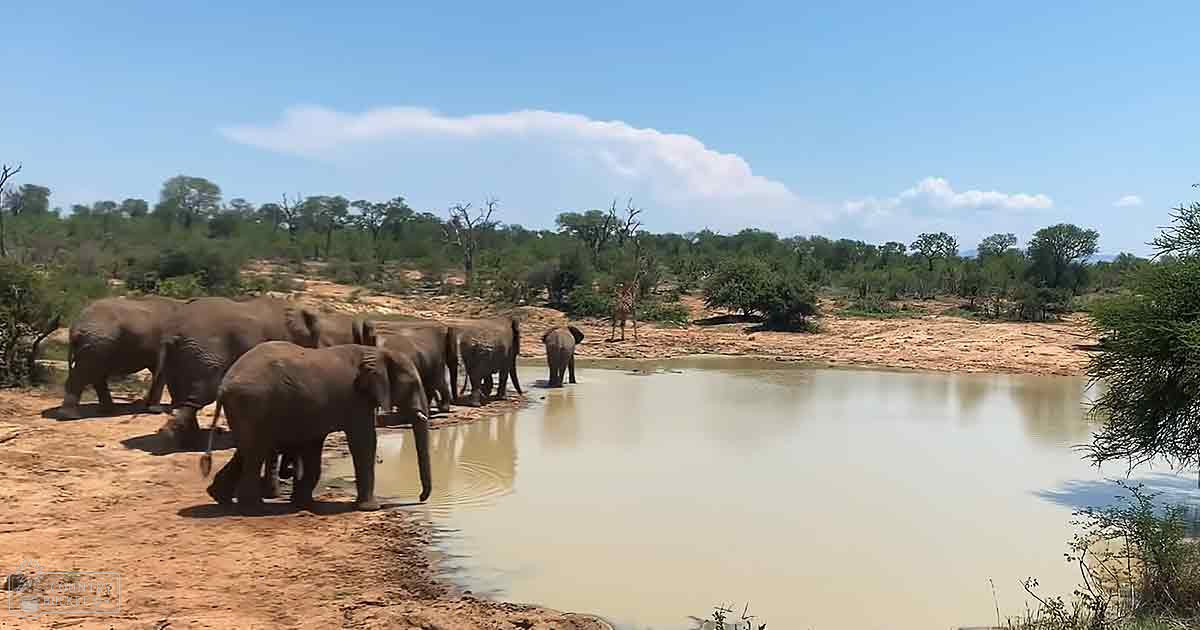 Adult African elephants at a watering hole in a dry savanna with sparse vegetation under bright midday sunlight.