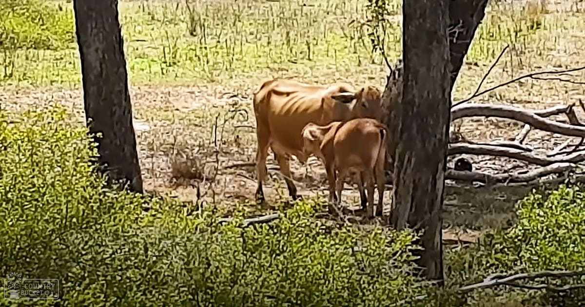 Brahman cow with calf in a lush outdoor setting with trees and fallen branches; late spring or summer day with greenery and sunlight;
