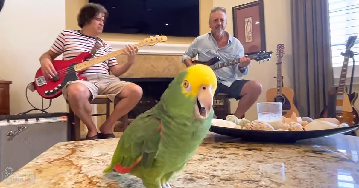 An adult parrot with green plumage, yellow head, and orange tail feathers perched on a granite countertop indoors, surrounded by guitars, framed pictures, and natural light coming through window blinds in a cozy living room setting.