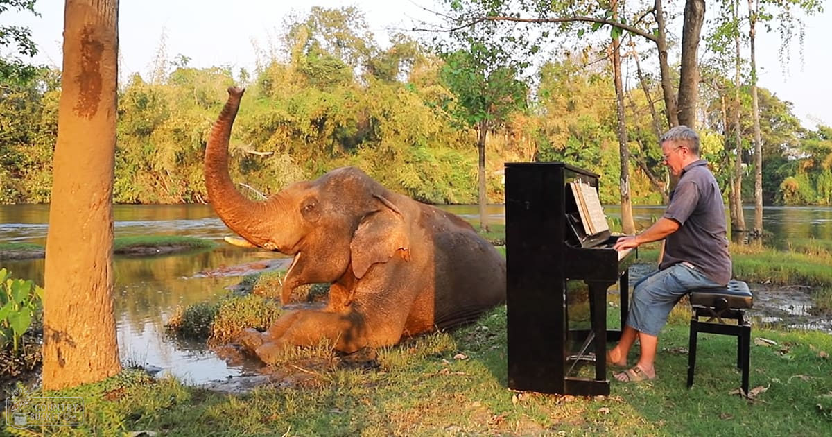 An adult elephant lying down next to a middle-aged male playing a black upright piano in an outdoor riverside setting with trees and grass, bathed in warm morning or late afternoon light.