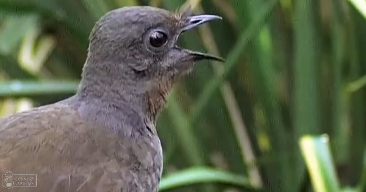 An adult bird with brownish-gray plumage, open beak singing or calling out against a backdrop of greenery and soft diffused light.