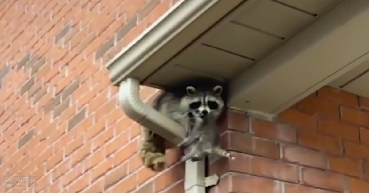 A raccoon with grayish-brown fur and black stripes near a brick building in daylight.
