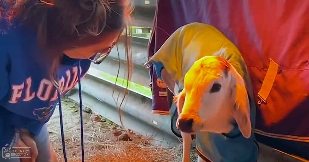 A child wearing a blue 'FLORIDA' shirt interacts with a juvenile cow in an indoor barn setting, surrounded by hay and a red jacket draped on a structure.