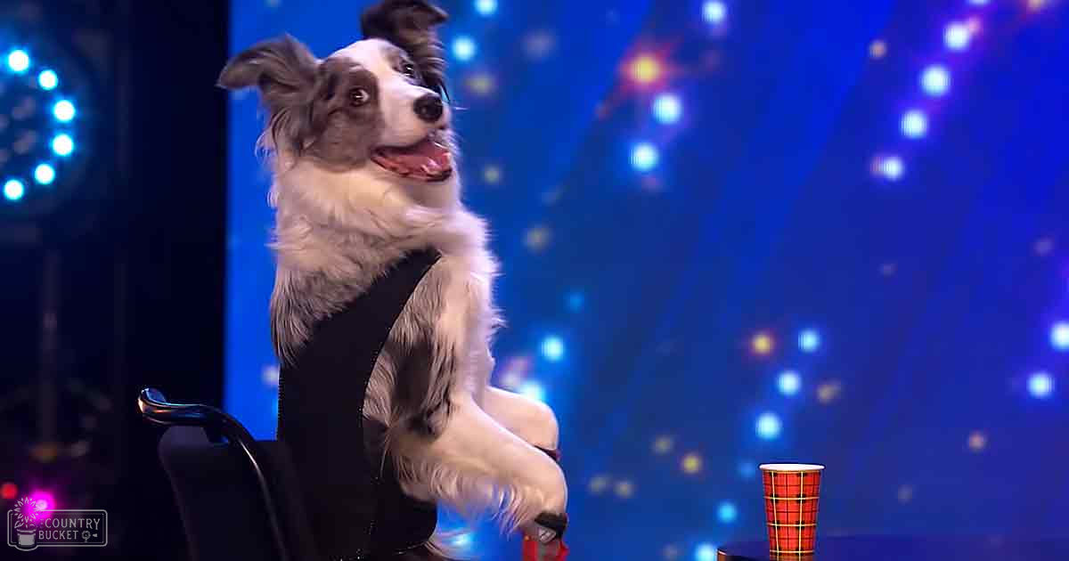 A Border Collie with white and gray fur stands indoors at an event under stage lighting.