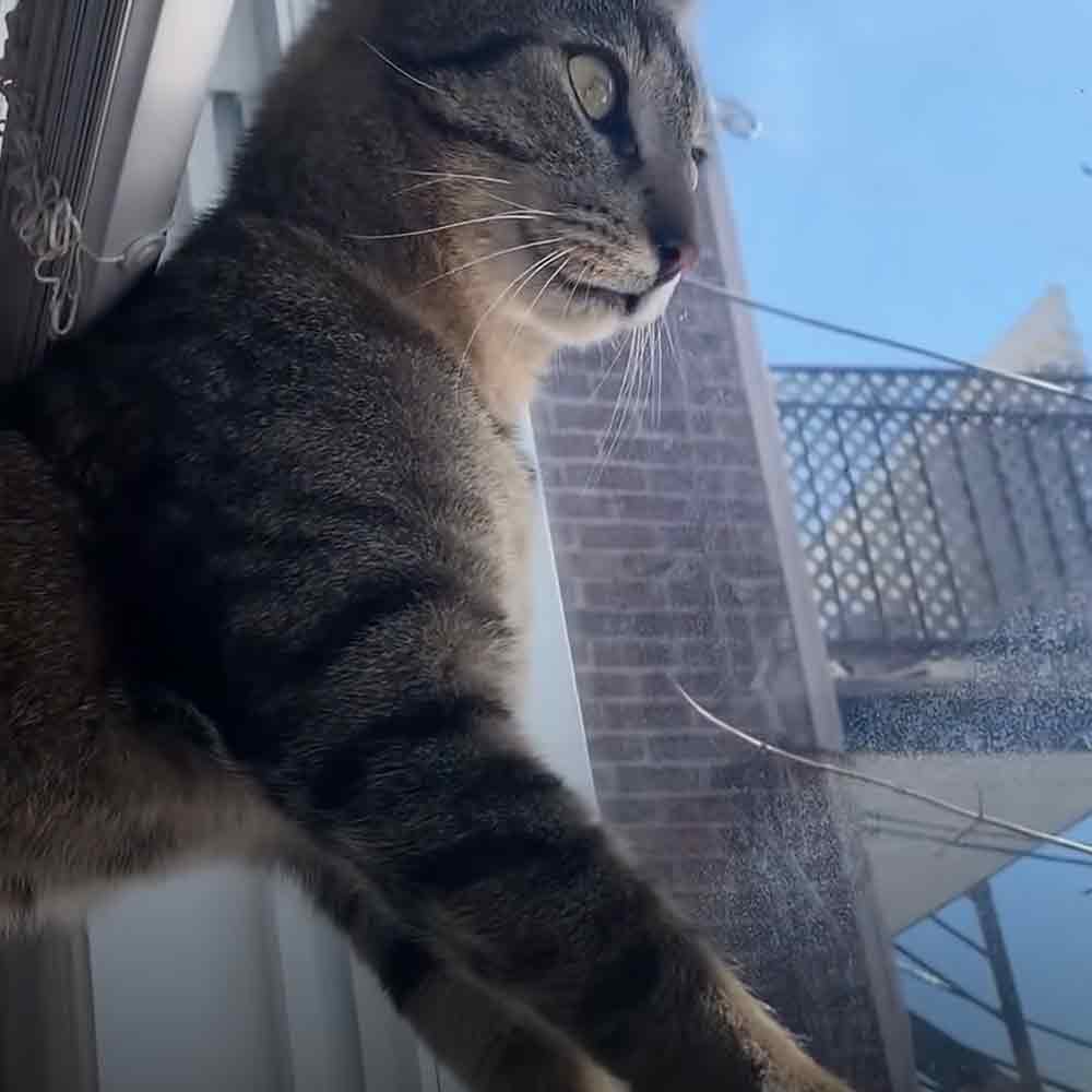 A tabby cat with grayish-brown fur and black stripes sits indoors near a window, with natural light filtering in. The scene suggests an urban environment during daytime.