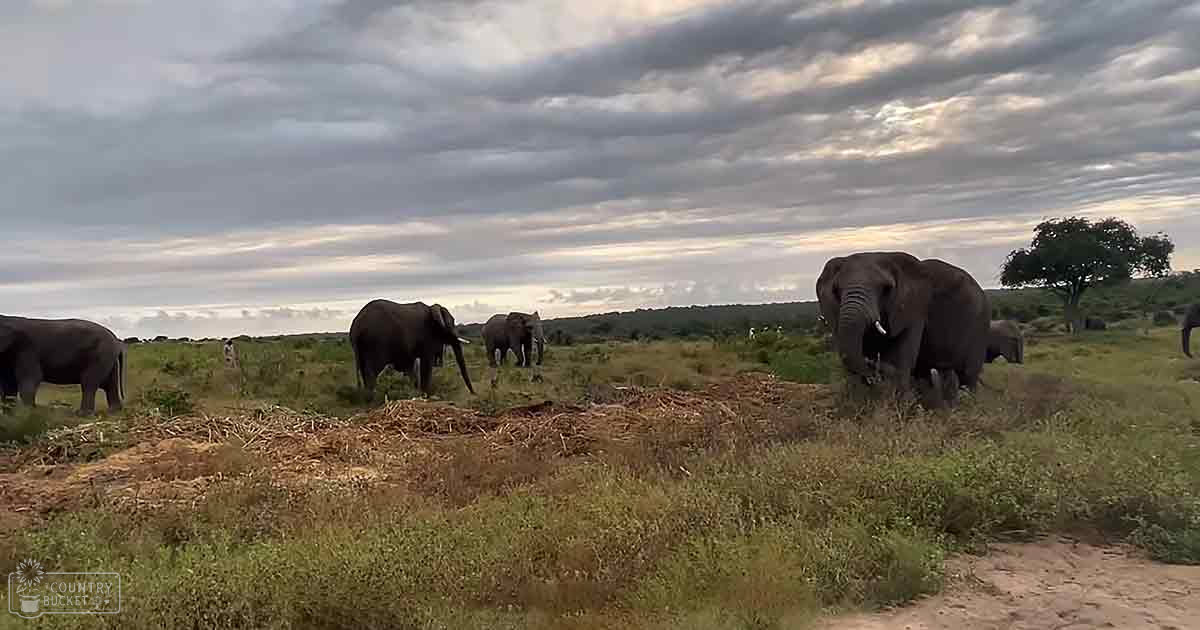 A herd of African elephants, including adults and juveniles with dark gray skin and lighter patches, grazing on a savanna landscape under an overcast sky during what appears to be late summer or early autumn.