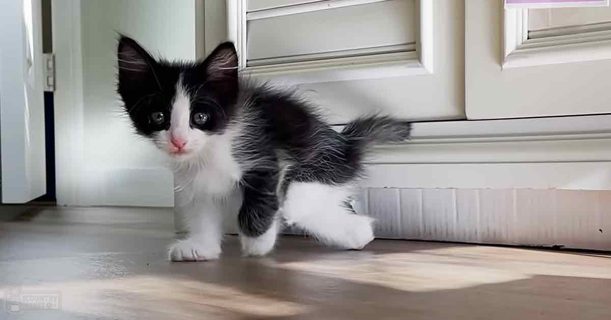 A young, black-and-white domestic shorthair kitten with distinct markings stands in front of a white door frame indoors during daytime.