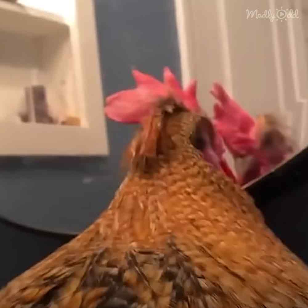A chicken with brown feathers, some darker markings on wings, indoors in a kitchen or dining area setting.