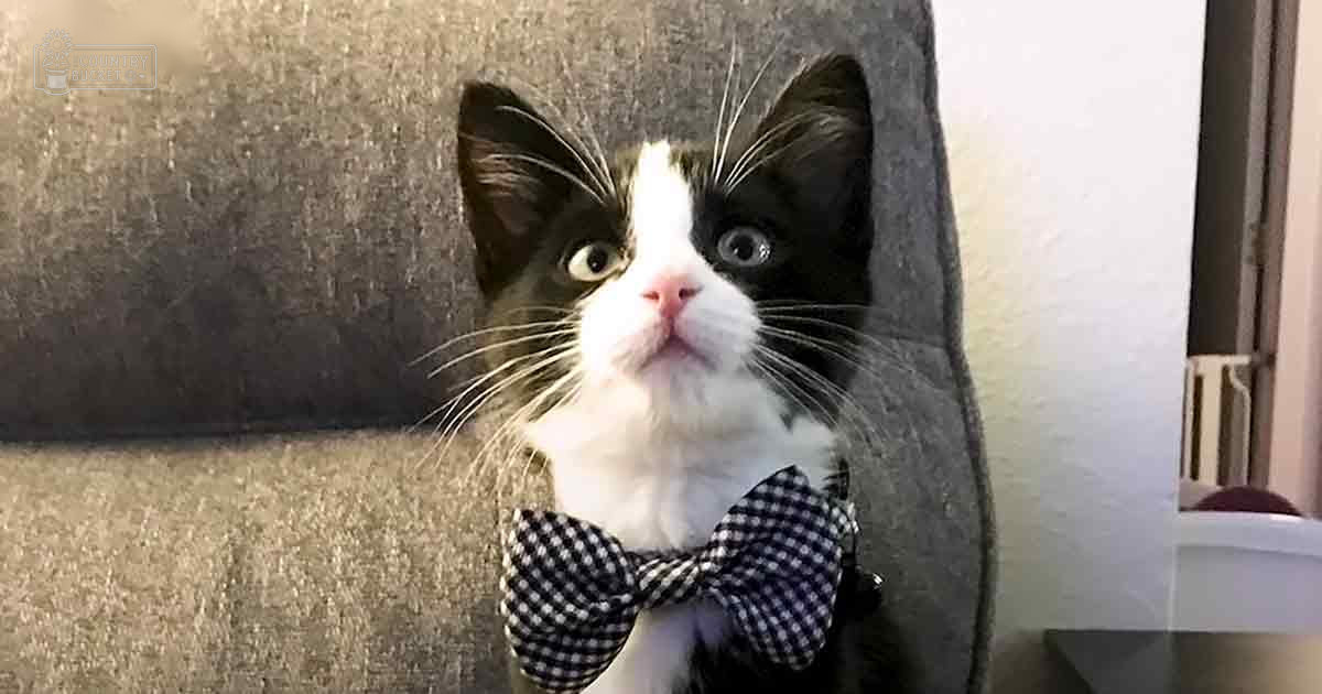 A black-and-white kitten with a bow tie, large ears, and wide eyes sits on a gray cushioned surface indoors.